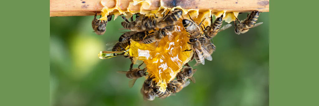 How Bees Make Honey The Nectar to Honey Transformation