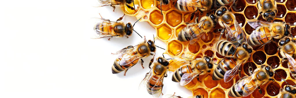 Amazing Facts You Didn’t Know About Honey & Bees