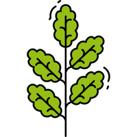MORINGA
